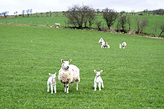sheep